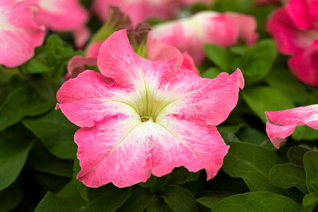 Petunia grandiflora Success!® HD 'Salmon Morn'