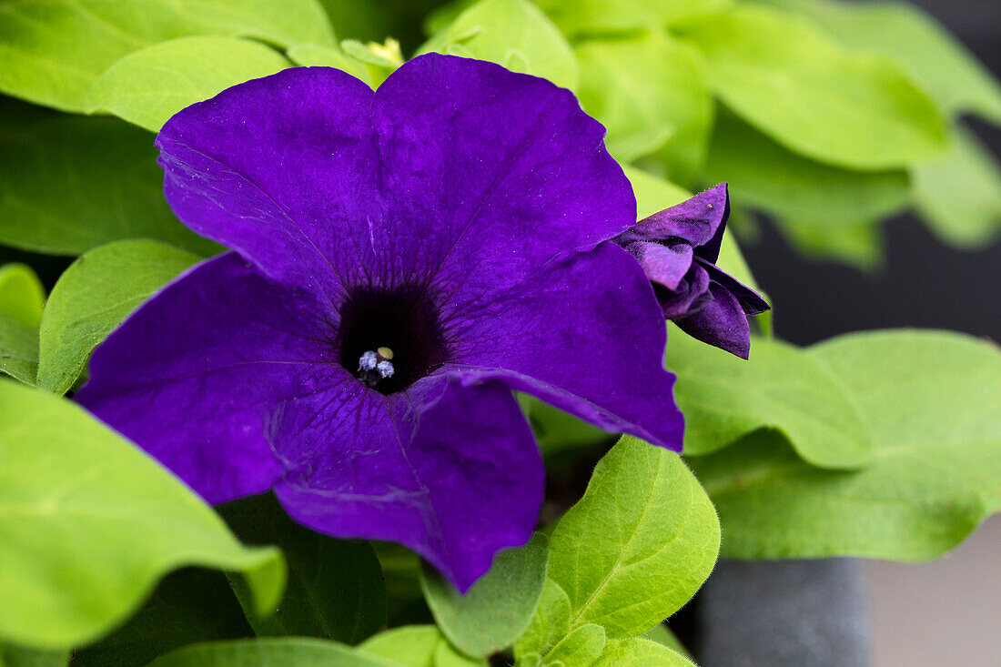Petunia grandiflora Success!® HD 'Blue'