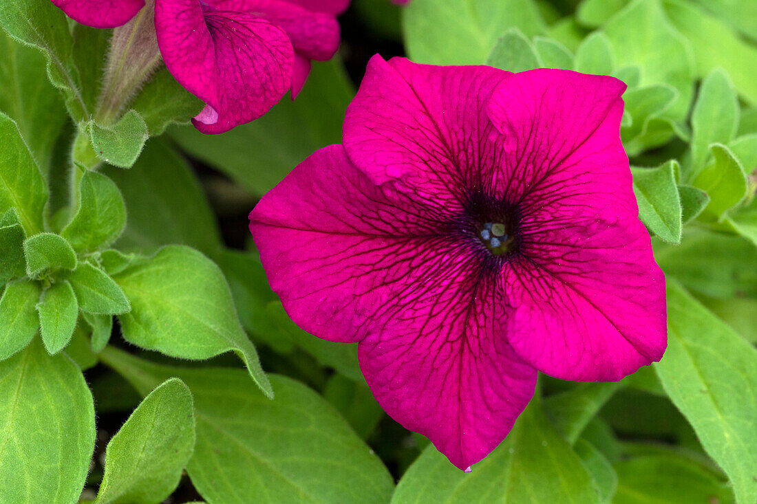 Petunia grandiflora Success!® 360° 'Purple'