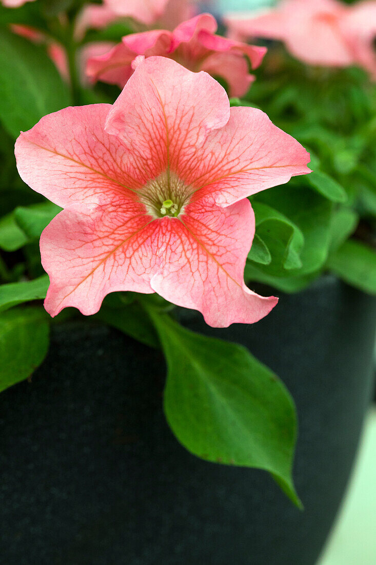 Petunia grandiflora Success!® 360° 'Salmon Vein'