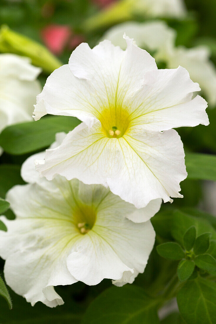 Petunia grandiflora Success!® 360° 'Light Yellow'