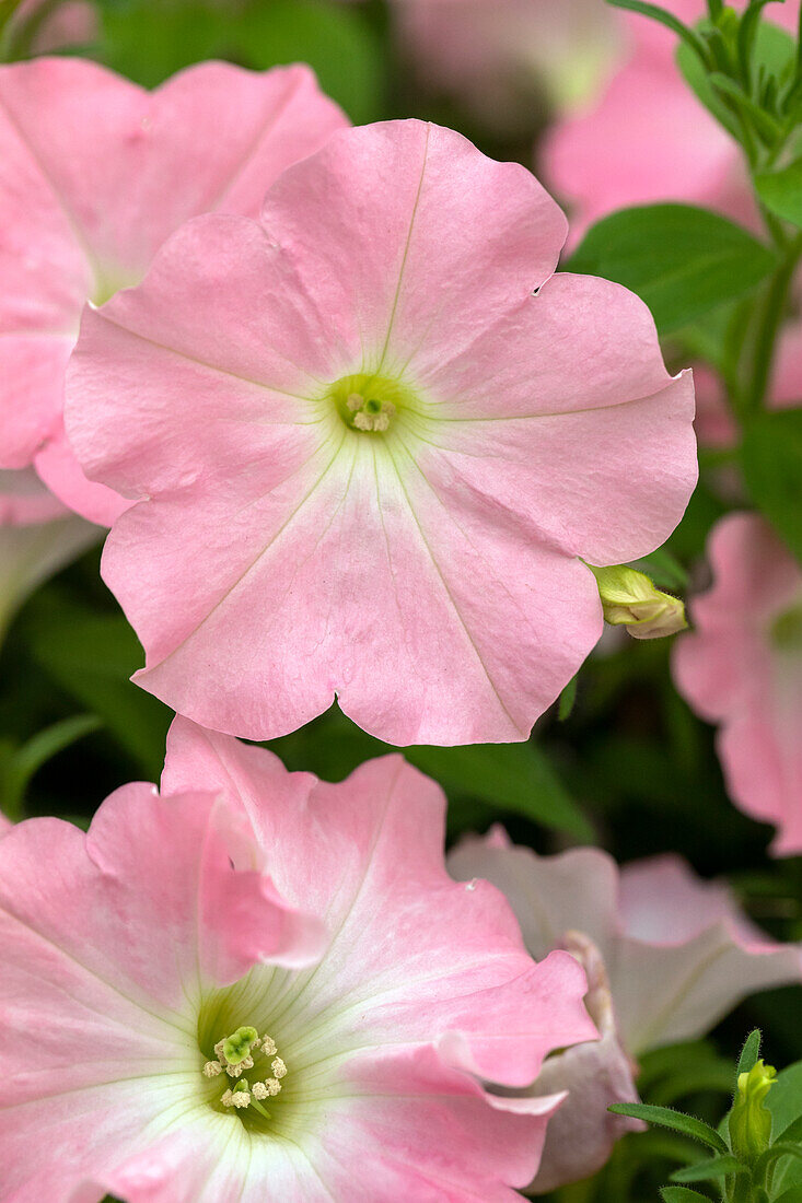 Petunia 'Success! Pink Chiffon'