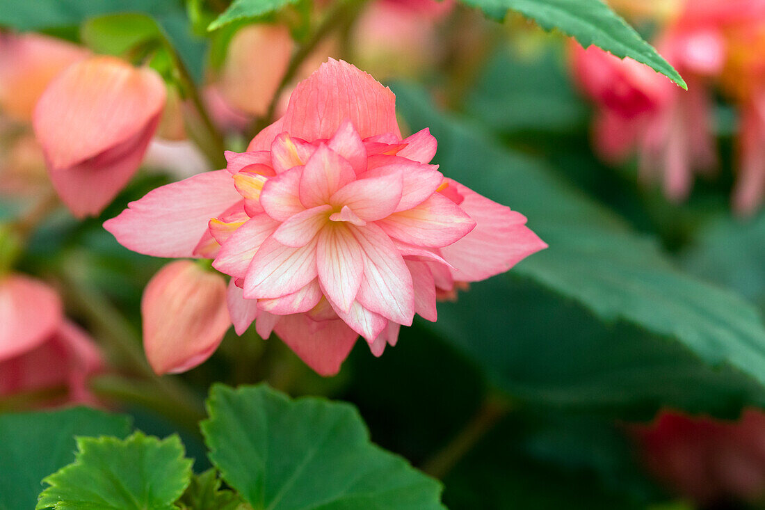 Begonia x hybrida 'Funky® Pink'