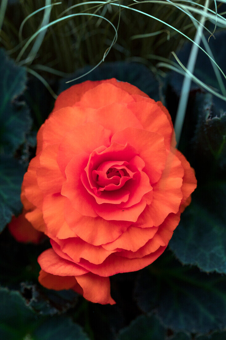 Begonia x tuberhybrida Non-Stop® Mocca 'Deep Orange'