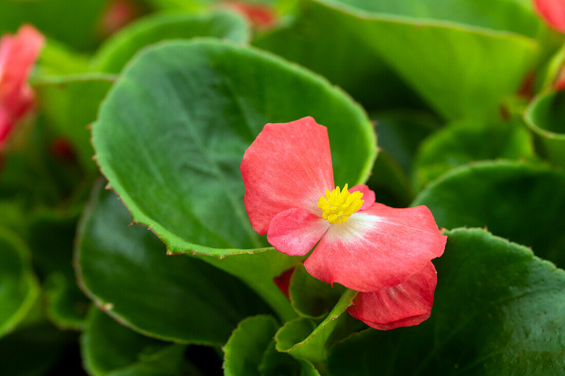 Begonia semperflorens Sprint Plus 'Lipstick' (German)