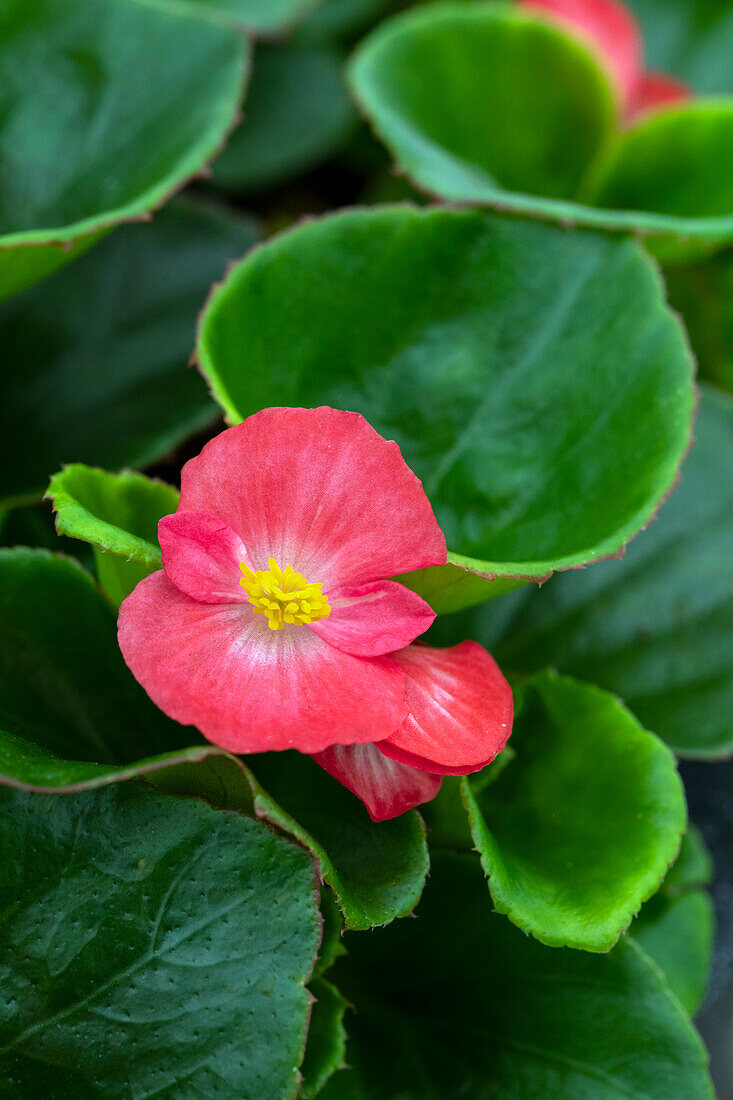 Begonia semperflorens Sprint Plus 'Lipstick' (English)