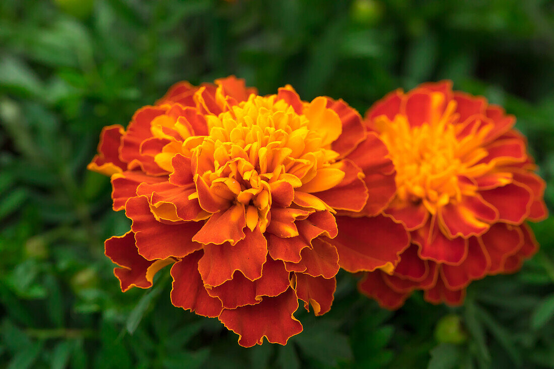 Tagetes patula 'Super Hero Harmony'