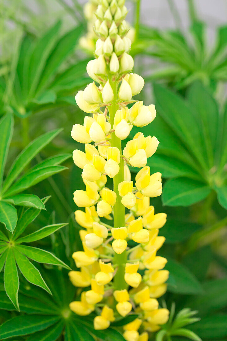 Lupinus polyphyllus 'Lupini Yellow Shades'