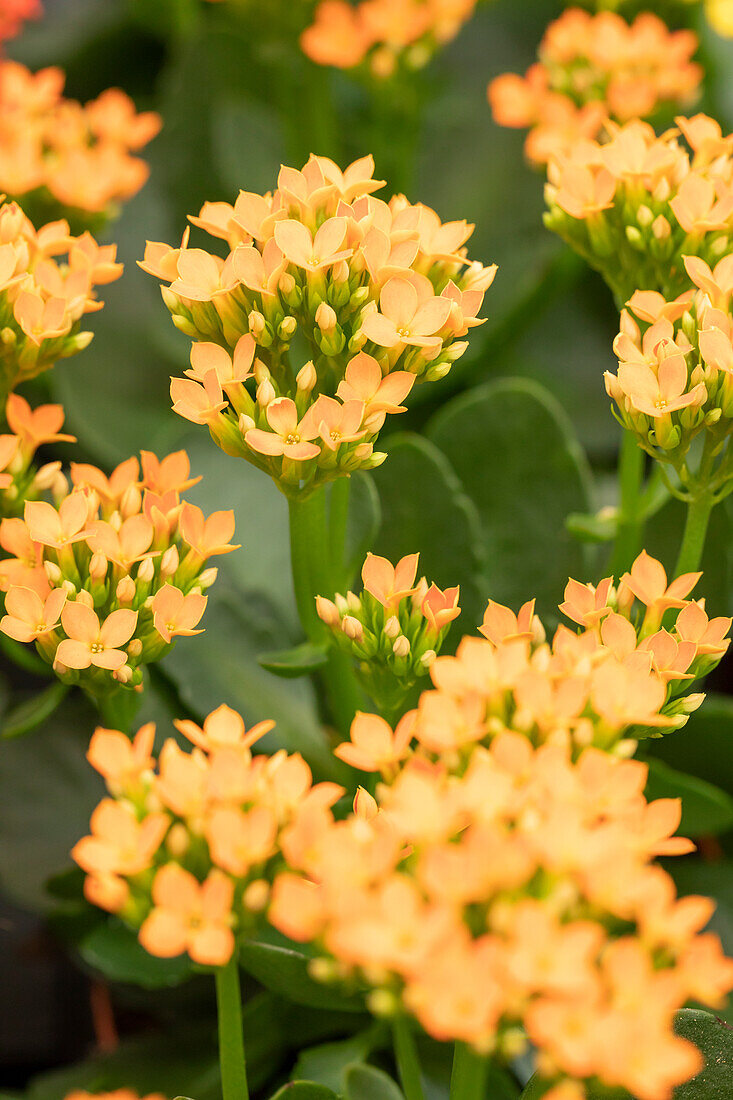 Kalanchoe blossfeldiana 'Calanday'®