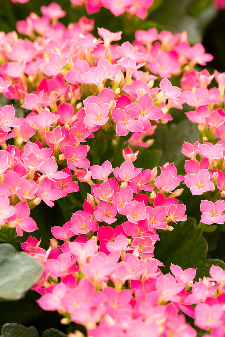 Kalanchoe blossfeldiana 'Calanday® Rudak'