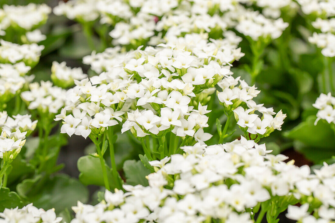 Kalanchoe blossfeldiana Single Wilis