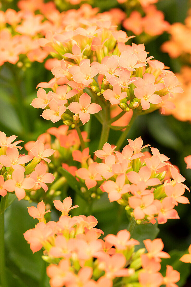 Kalanchoe blossfeldiana Single Lanin