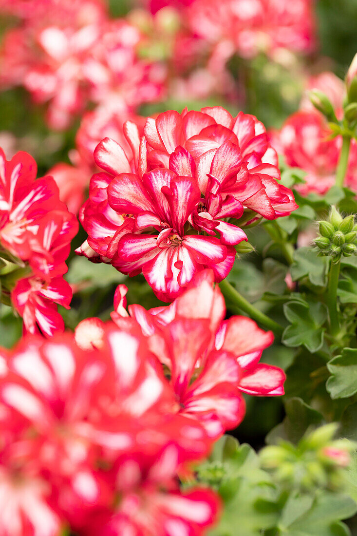 Pelargonium peltatum 'Atlantic Red Star'