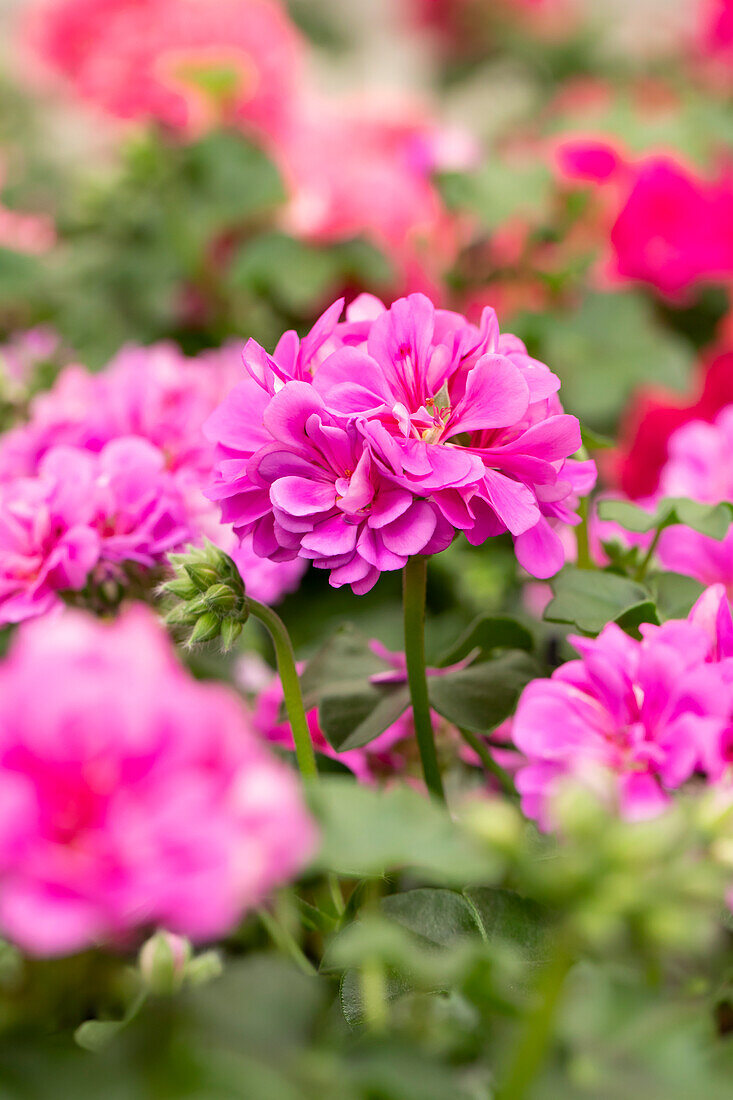 Pelargonium peltatum 'Atlantic Blue'