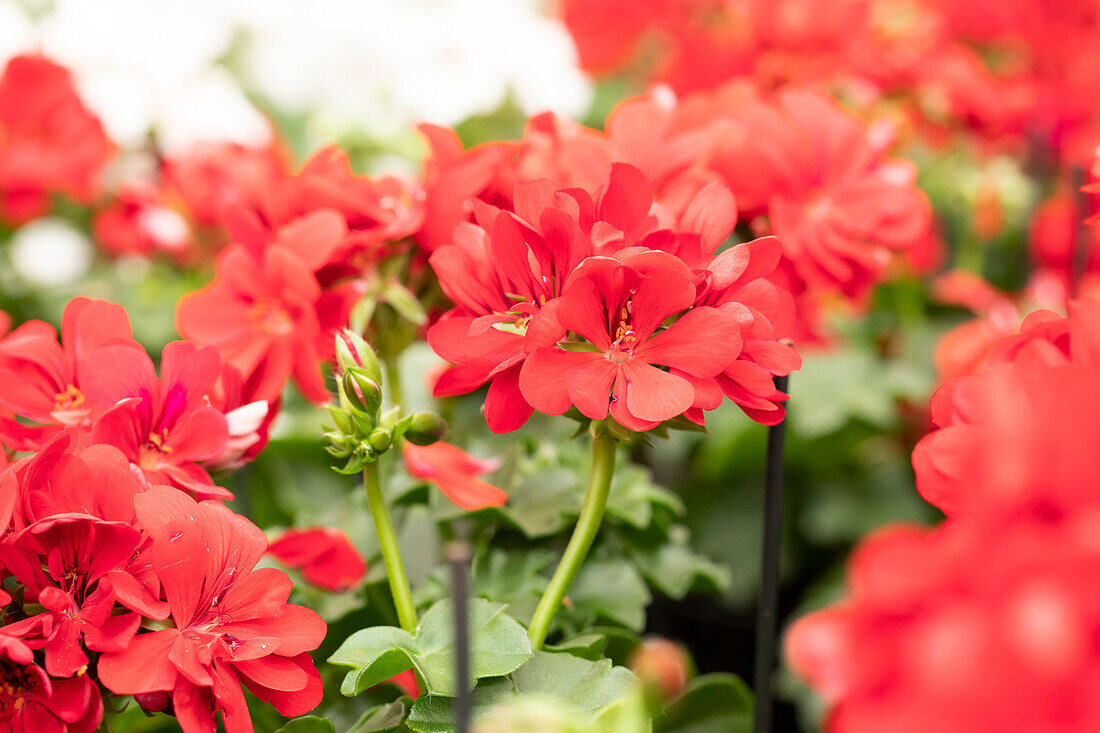 Pelargonium peltatum 'Atlantic Red'