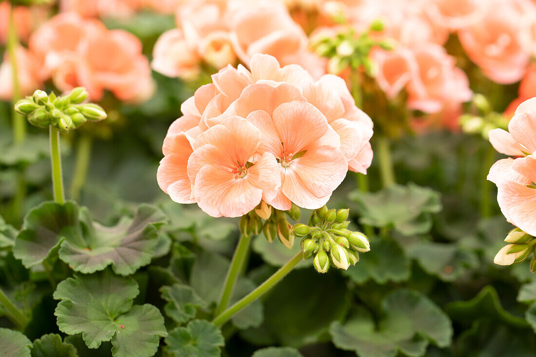 Pelargonium zonale 'Survivor Idols Salmon Sensation'