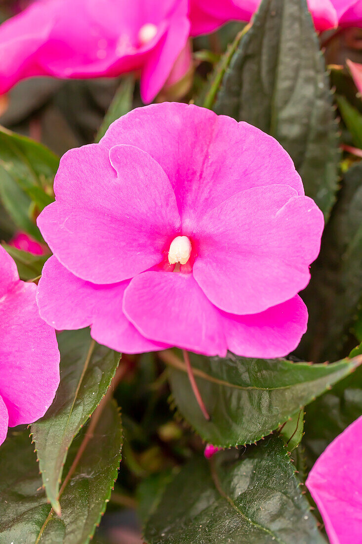 Impatiens neuguinea 'Petticoat Lavender