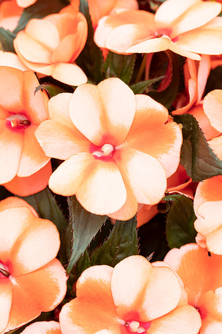 Impatiens neuguinea 'Petticoat Mandarin Star