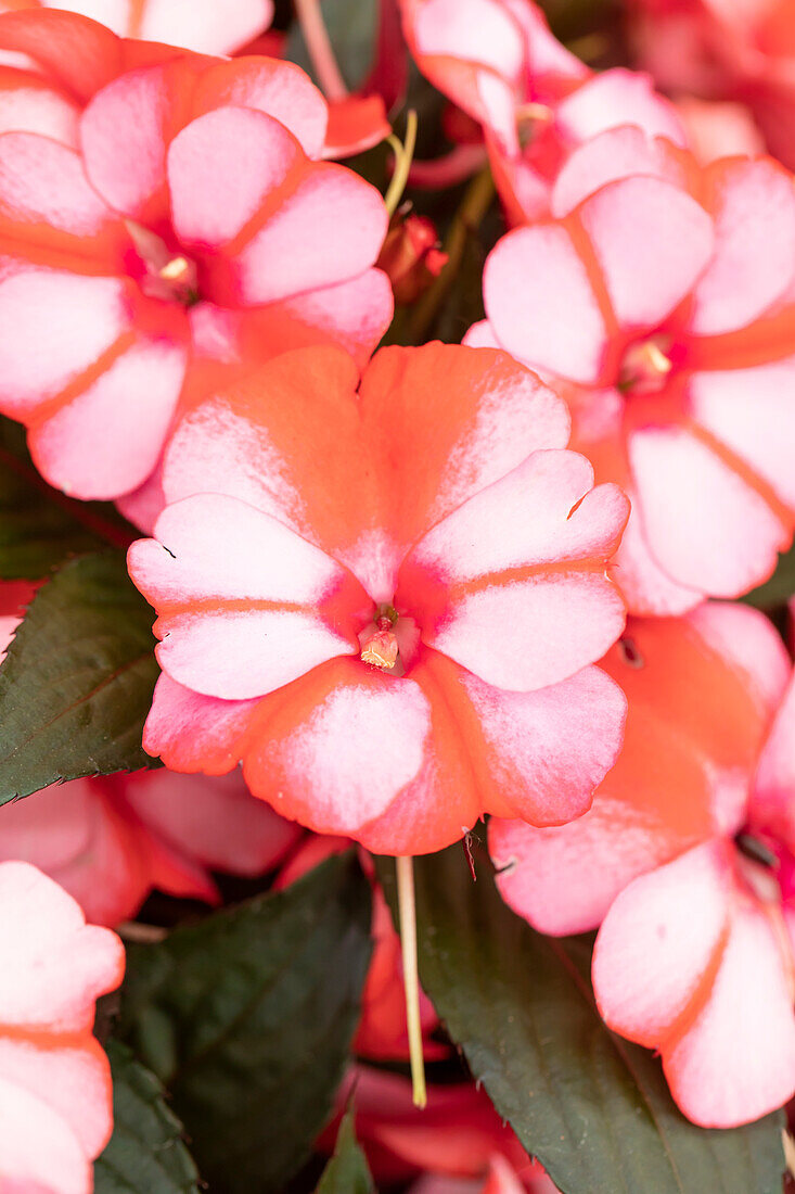 Impatiens neuguinea 'Petticoat Red Star 2019'