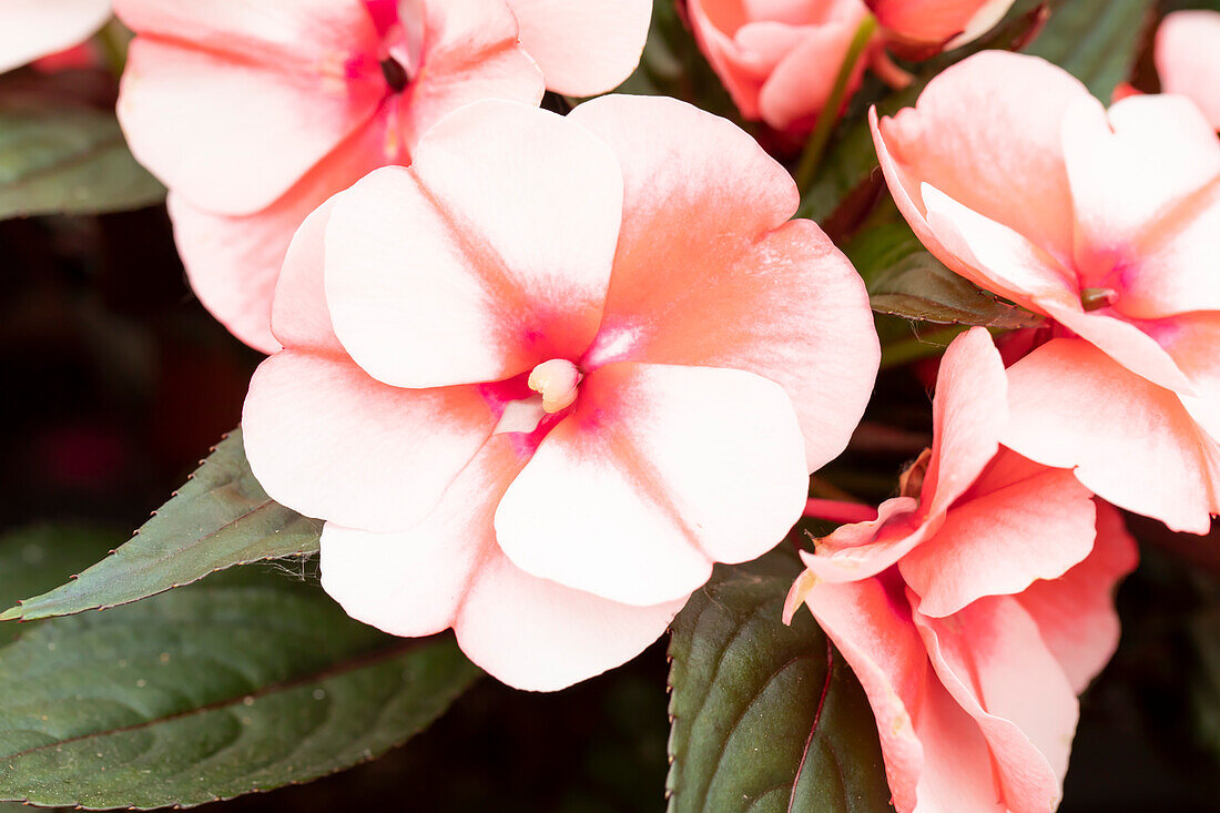 Impatiens neuguinea 'Petticoat Red Star'