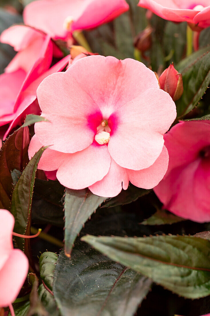 Impatiens neuguinea 'Petticoat Pink Night'