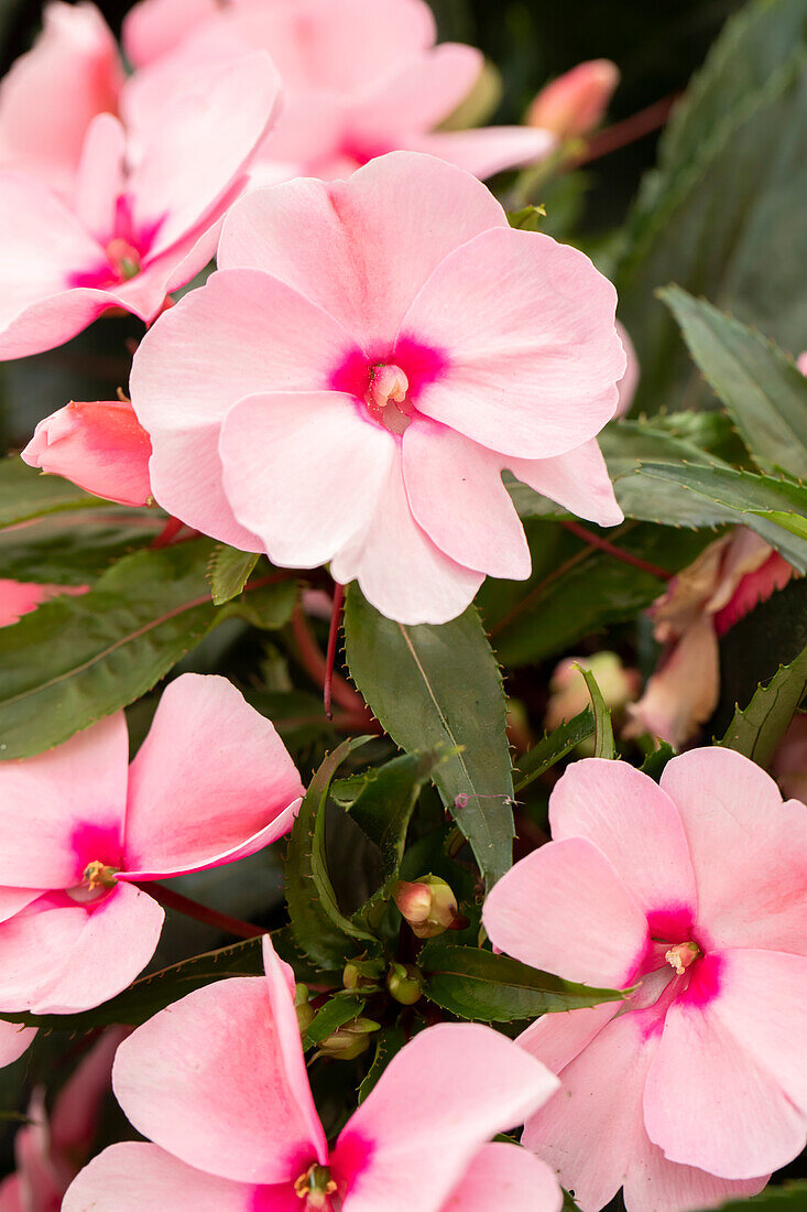 Impatiens neuguinea 'Petticoat Soft Pink'