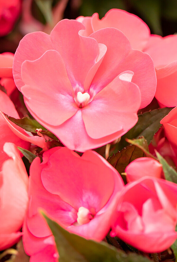 Impatiens neuguinea 'Petticoat Hot Pink 161'