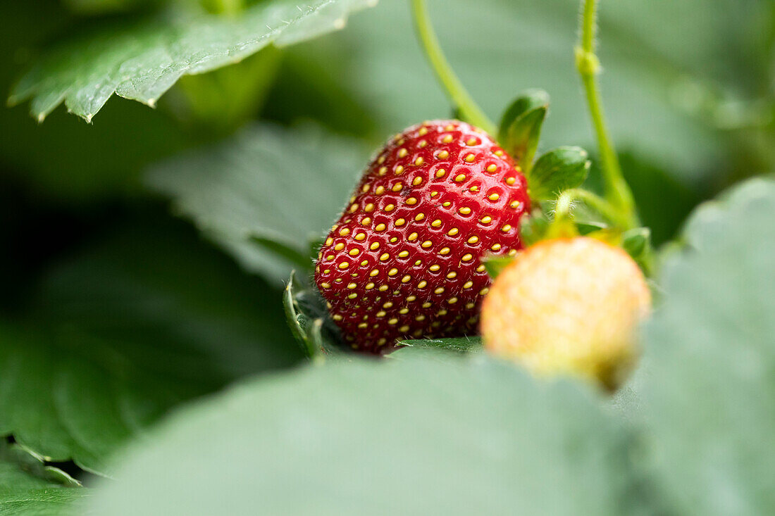 Fragaria