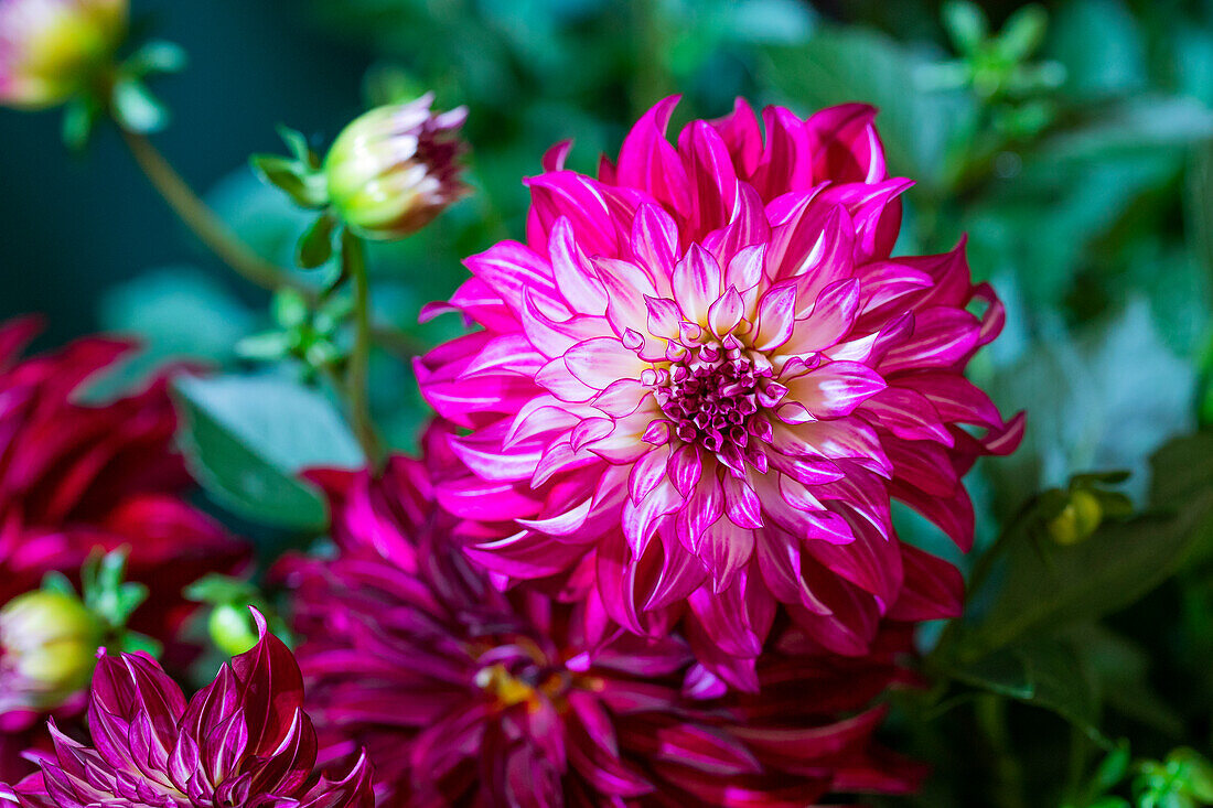 Dahlia REBEL 'Jubilee'