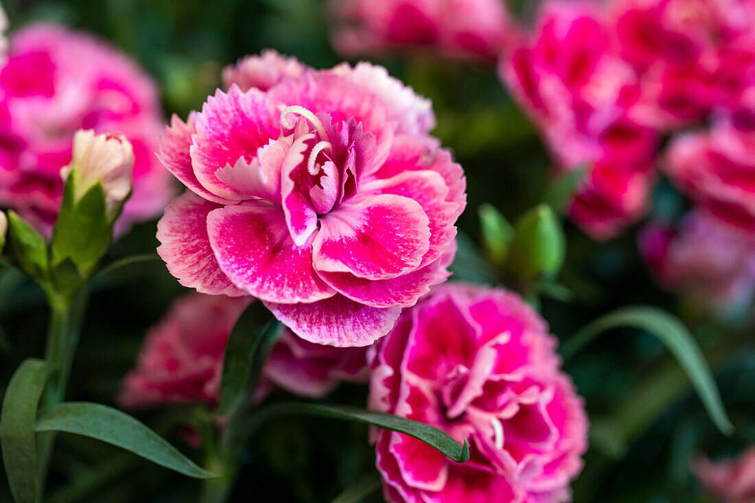 Dianthus Odessa® 'Twiggy'