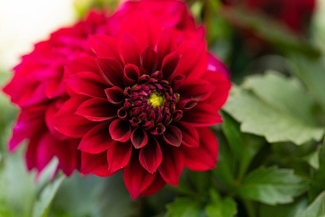 dahlia REBEL 'Elasti Girl