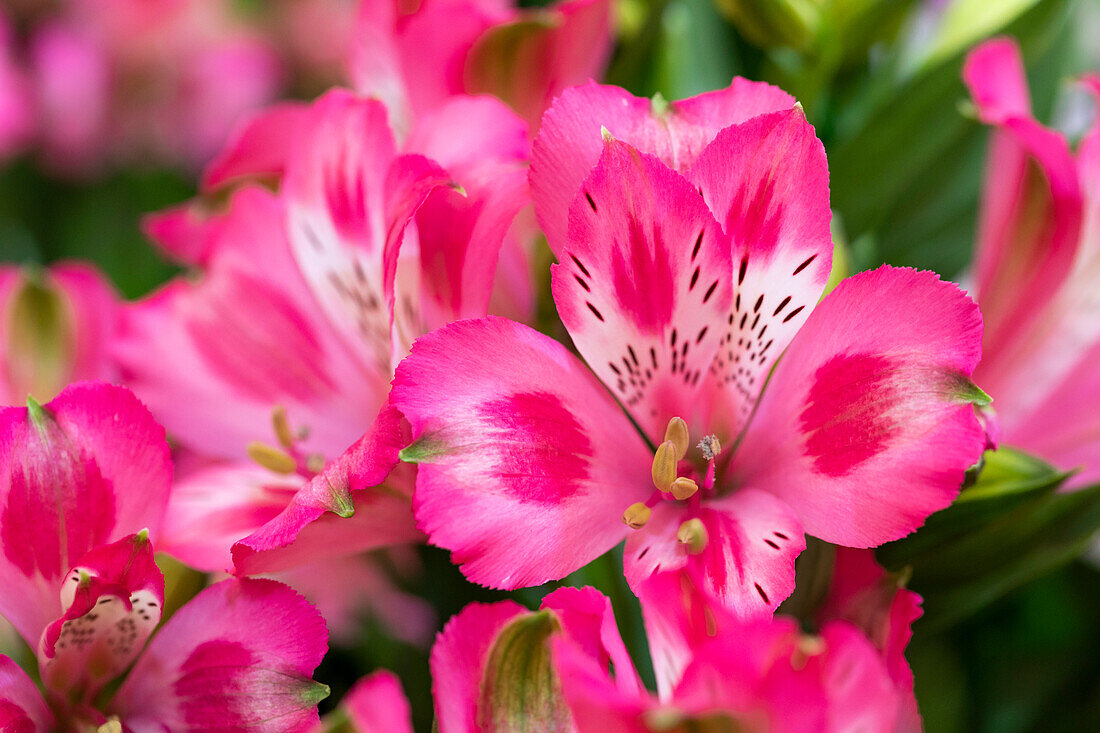 Alstroemeria Inticancha® Imala