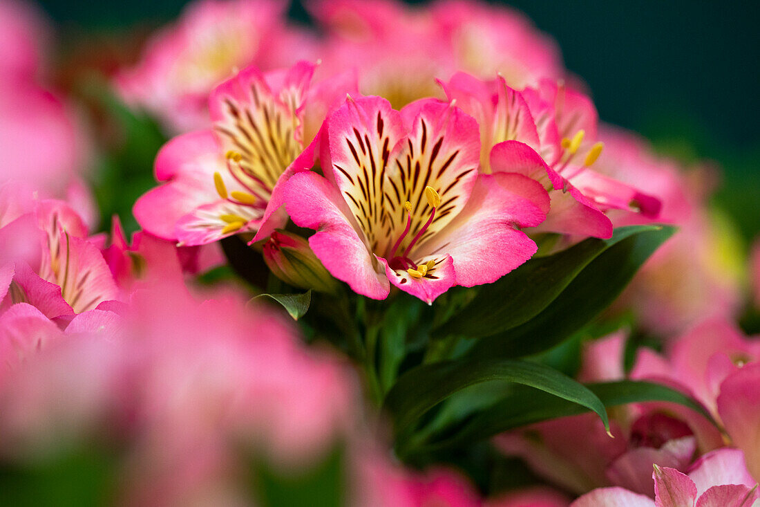 Alstroemeria 'Inticancha® Sunshine'