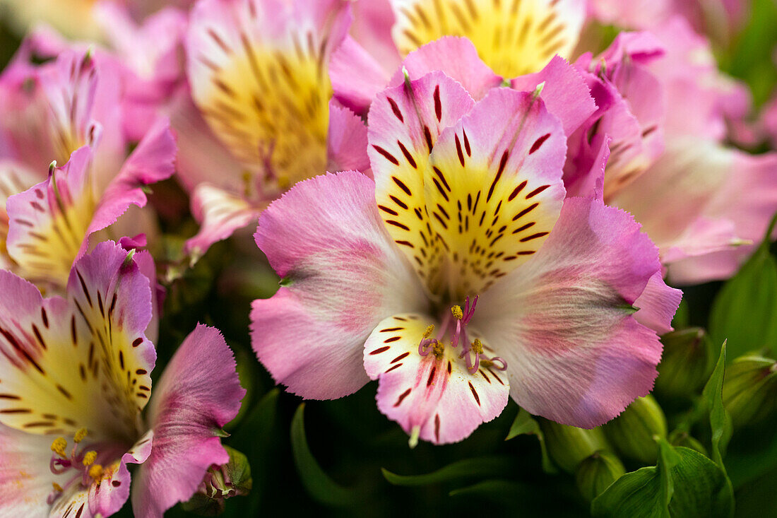 Alstroemeria 'Inticancha® Sunday