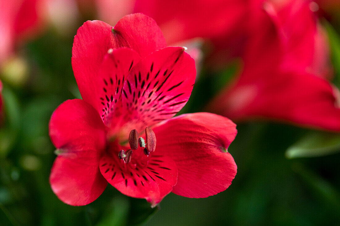 Alstroemeria Inticancha® Valentino