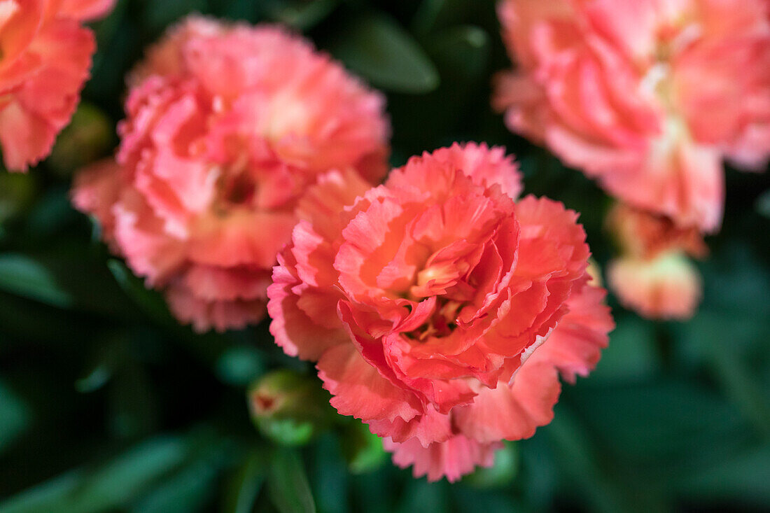 Dianthus Sunflor® 'Cody'