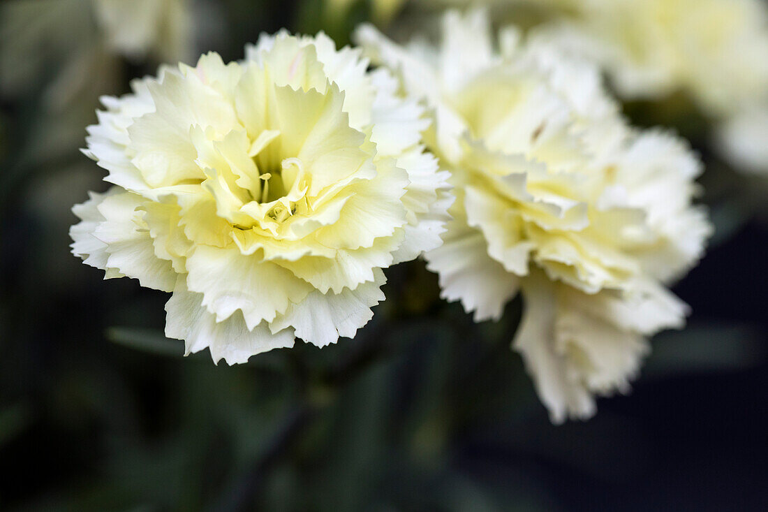 Dianthus Sunflor® Yellow Bling Bling