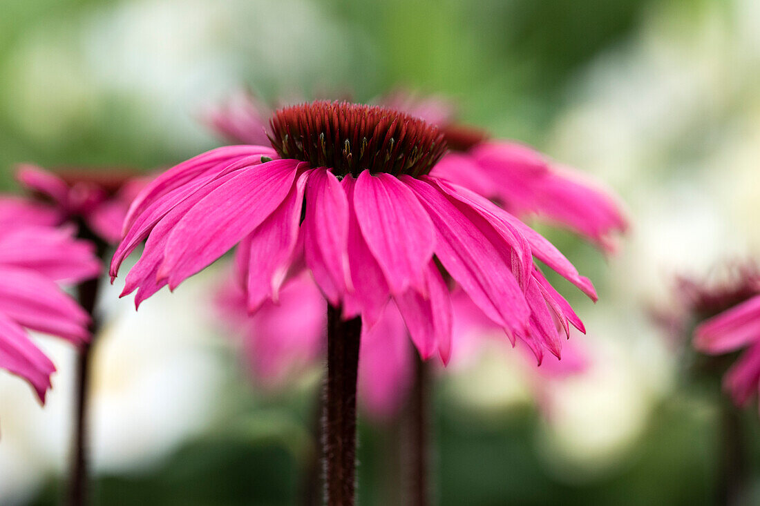 Echinacea Mooodz® Awake