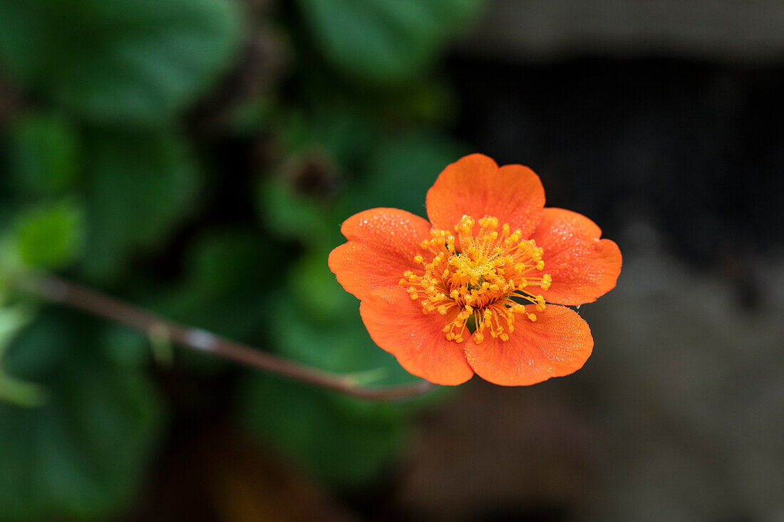 Geum coccineum, orange