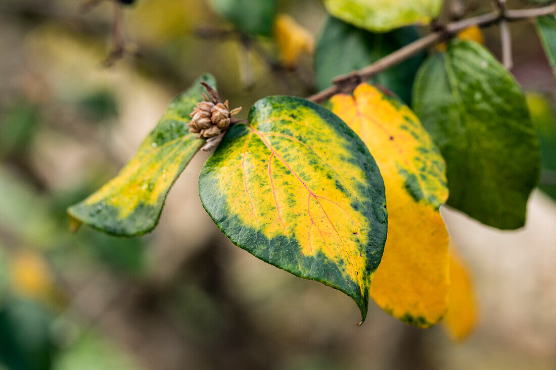 Viburnum x burkwoodii