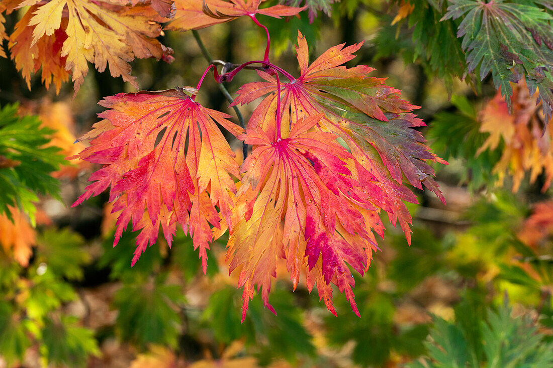 Acer japonicum