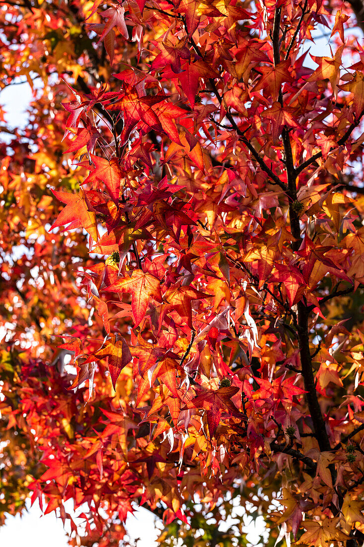 Liquidambar styraciflua