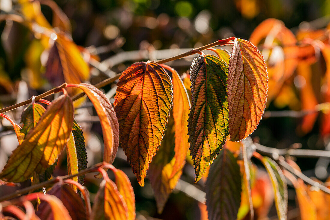 Viburnum plicatum