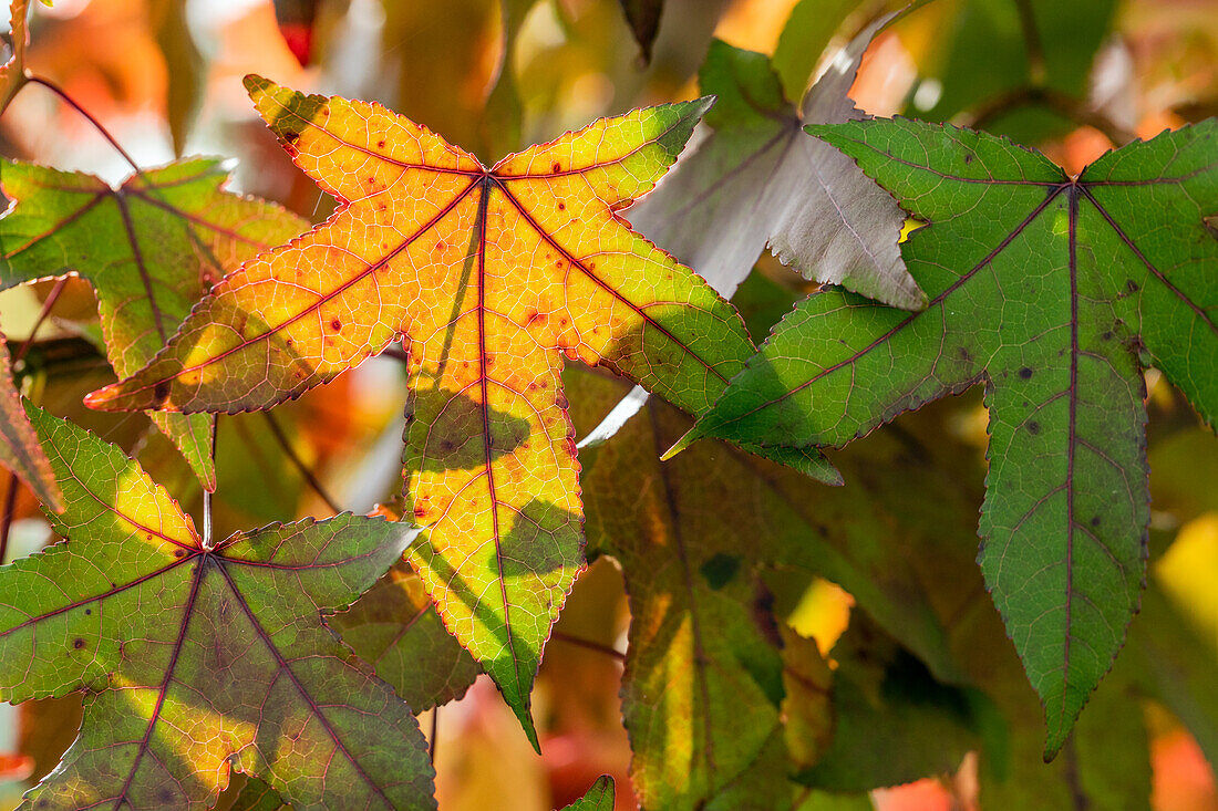 Liquidambar styraciflua