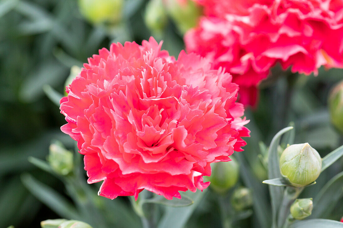 Dianthus Sunflor® 'Cerise Bling Bling'