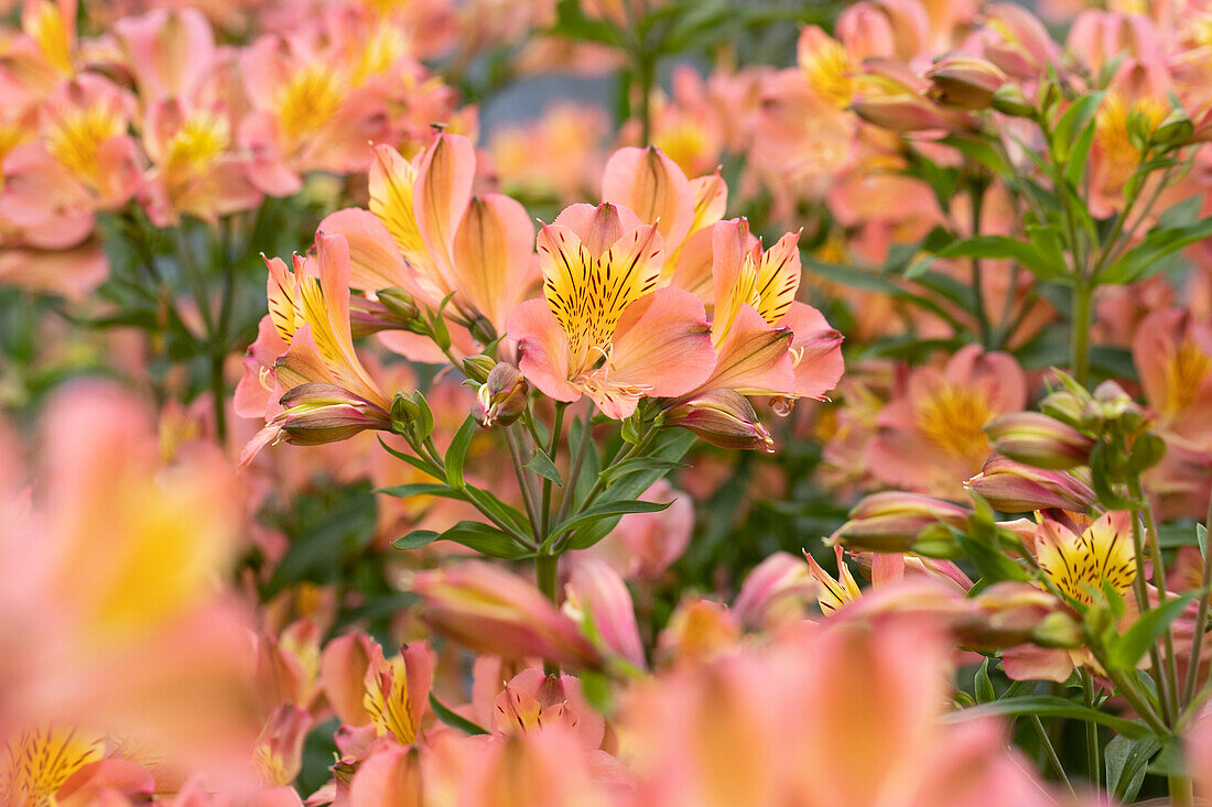 Alstroemeria Summer Paradise 'Summer Relieve'