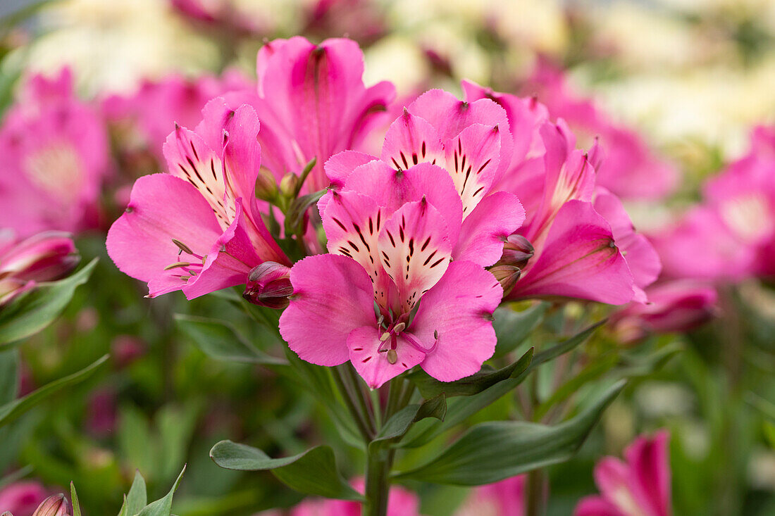 Alstroemeria Summer Paradise 'Summer Saint'