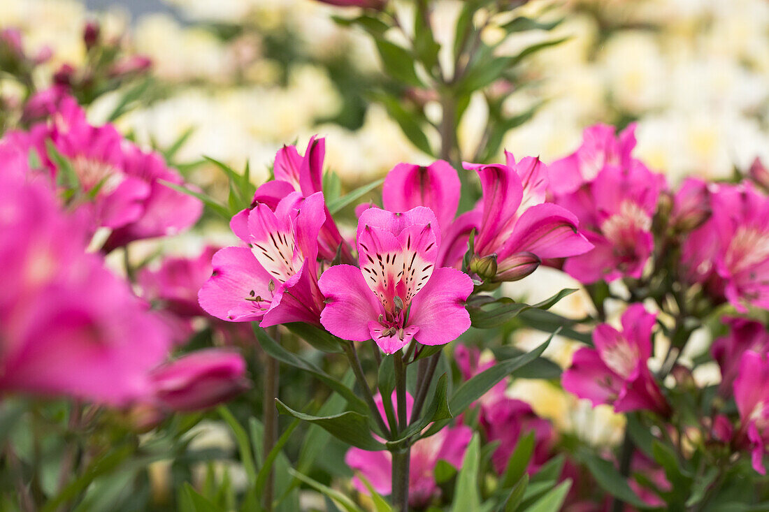 Alstromeria 'Summer Saint®'