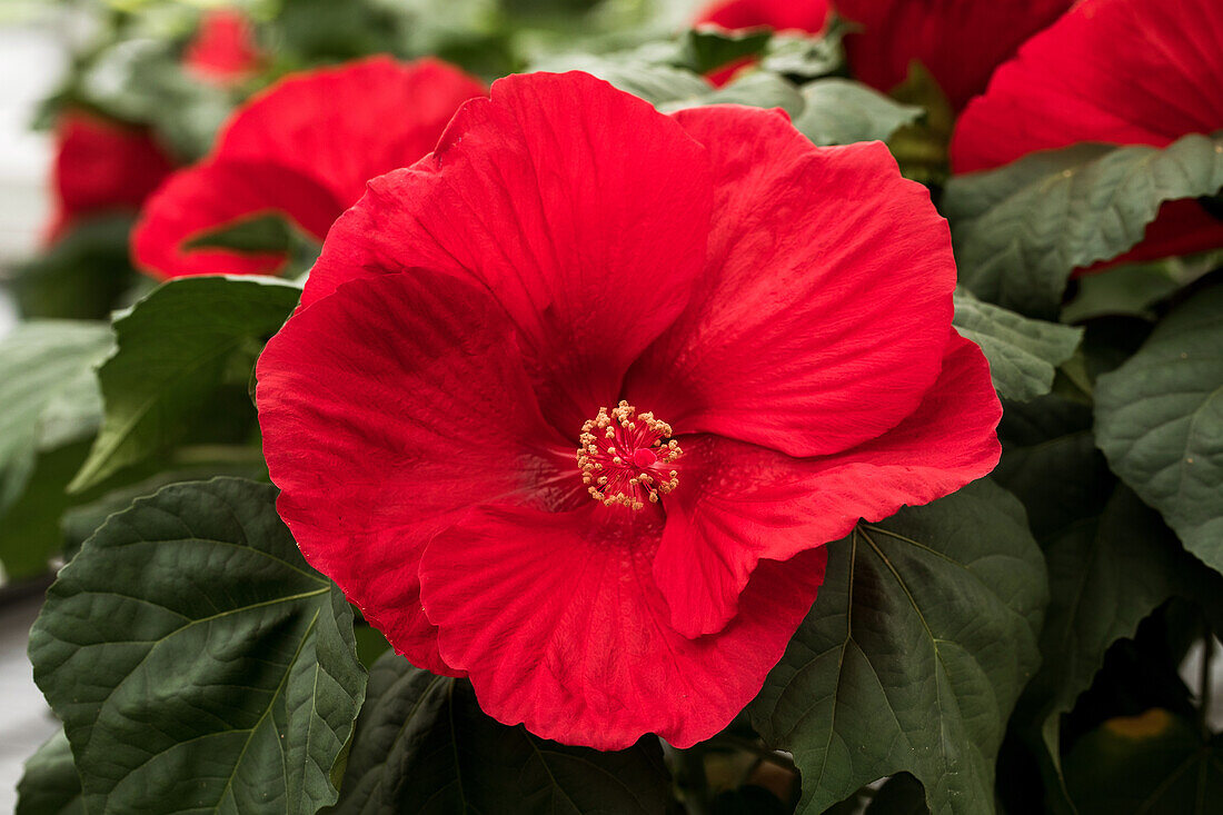 Hibiscus moscheutos 'Extreme Oak Red'(s)