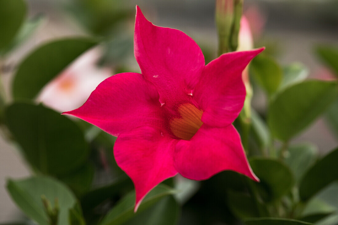 Mandevilla 'Bloom Bells® Pink'(s)
